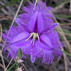 Thysanotus tuberosus subsp. tuberosus (Common Fringe-lily) at Mount Majura - 29 Dec 2020 by abread111