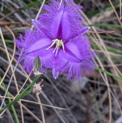 Thysanotus tuberosus subsp. tuberosus at Downer, ACT - 29 Dec 2020 11:17 AM