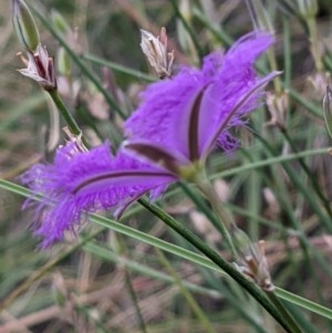 Thysanotus tuberosus subsp. tuberosus at Downer, ACT - 29 Dec 2020