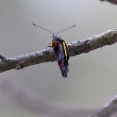 Delias nigrina at Tura Beach, NSW - 29 Dec 2020