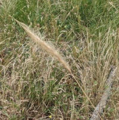 Dichelachne sp. (Plume Grasses) at Mount Majura - 29 Dec 2020 by abread111