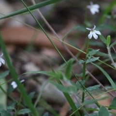 Lobelia purpurascens (White Root) at Tura Beach, NSW - 29 Dec 2020 by Kyliegw