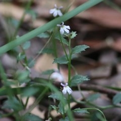 Lobelia purpurascens at Tura Beach, NSW - 29 Dec 2020