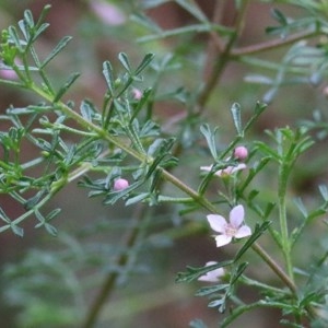 Boronia anemonifolia subsp. variabilis at Tura Beach, NSW - suppressed