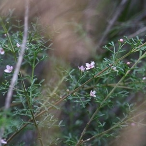 Boronia anemonifolia subsp. variabilis at Tura Beach, NSW - suppressed