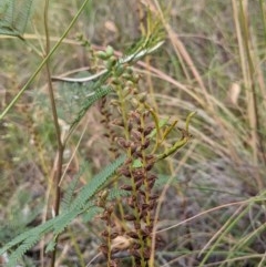 Microtis sp. (Onion Orchid) at Mount Majura - 29 Dec 2020 by abread111