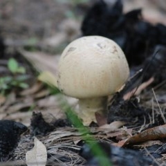 Unidentified Fungus at Tura Beach, NSW - 28 Dec 2020 by Kyliegw