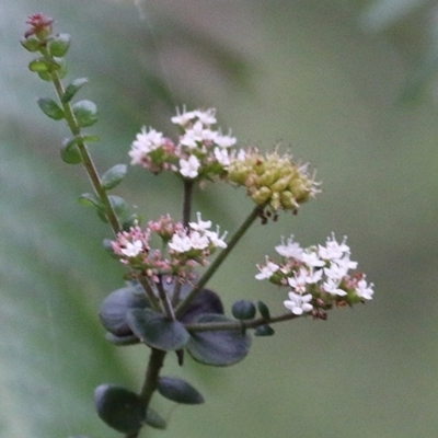 Platysace lanceolata (Shrubby Platysace) at Tura Beach, NSW - 29 Dec 2020 by KylieWaldon