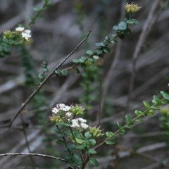 Platysace lanceolata at Tura Beach, NSW - 29 Dec 2020