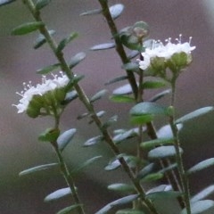 Platysace lanceolata at Tura Beach, NSW - 29 Dec 2020