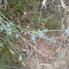 Eryngium ovinum (Blue Devil) at Mount Majura - 29 Dec 2020 by abread111