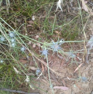 Eryngium ovinum at Downer, ACT - 29 Dec 2020 11:11 AM