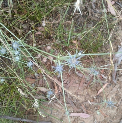 Eryngium ovinum (Blue Devil) at Downer, ACT - 29 Dec 2020 by abread111