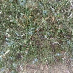 Eryngium ovinum at Downer, ACT - 29 Dec 2020 11:11 AM