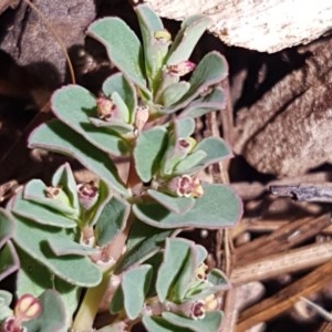 Euphorbia dallachyana at Griffith, ACT - 29 Dec 2020