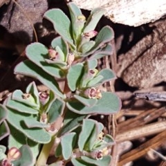 Euphorbia dallachyana (Mat Spurge, Caustic Weed) at Griffith, ACT - 29 Dec 2020 by SRoss