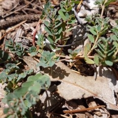 Euphorbia dallachyana at Griffith, ACT - 29 Dec 2020 12:07 PM