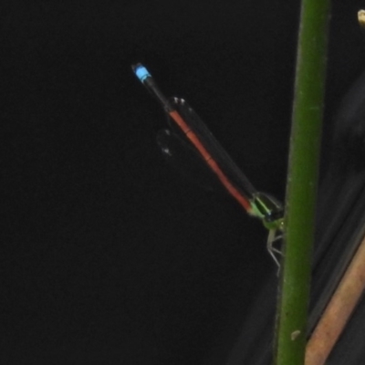Ischnura aurora (Aurora Bluetail) at Tuggeranong DC, ACT - 29 Dec 2020 by JohnBundock