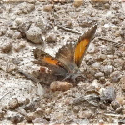 Lucia limbaria (Chequered Copper) at Rob Roy Range - 29 Dec 2020 by JohnBundock