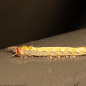 Lasiocampidae (family) immature at Acton, ACT - 29 Dec 2020