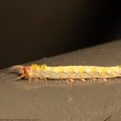 Lasiocampidae (family) immature (Lappet & Snout Moths) at Acton, ACT - 28 Dec 2020 by Roger