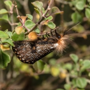 Epicoma contristis at Acton, ACT - 29 Dec 2020