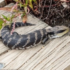 Tiliqua scincoides scincoides (Eastern Blue-tongue) at Acton, ACT - 29 Dec 2020 by Roger