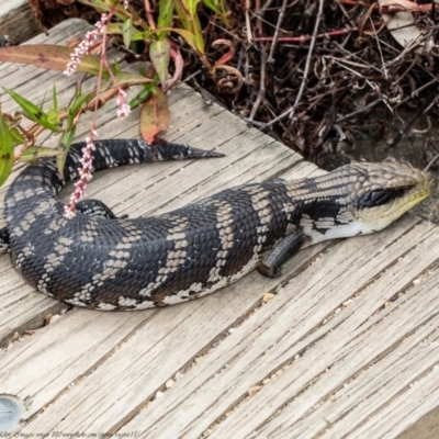 Tiliqua scincoides scincoides (Eastern Blue-tongue) at Acton, ACT - 29 Dec 2020 by Roger