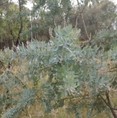 Acacia baileyana (Cootamundra Wattle, Golden Mimosa) at Mount Majura - 28 Dec 2020 by abread111