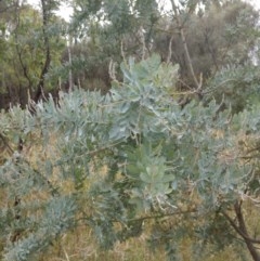 Acacia baileyana (Cootamundra Wattle, Golden Mimosa) at Downer, ACT - 29 Dec 2020 by abread111