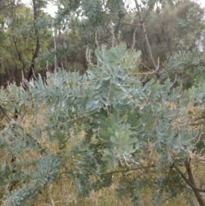 Acacia baileyana at Downer, ACT - 29 Dec 2020 10:36 AM