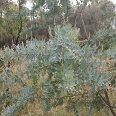 Acacia baileyana (Cootamundra Wattle, Golden Mimosa) at Mount Majura - 28 Dec 2020 by abread111