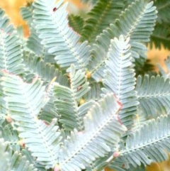 Acacia baileyana at Downer, ACT - 29 Dec 2020