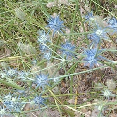 Eryngium ovinum (Blue Devil) at Mount Majura - 29 Dec 2020 by abread111