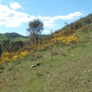 Acacia decora at Nangus, NSW - 24 Sep 2019 02:42 PM