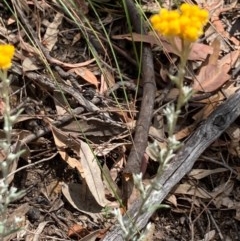 Chrysocephalum semipapposum (Clustered Everlasting) at Black Mountain - 29 Dec 2020 by Jenny54