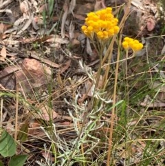 Chrysocephalum semipapposum at Downer, ACT - 29 Dec 2020 12:01 PM