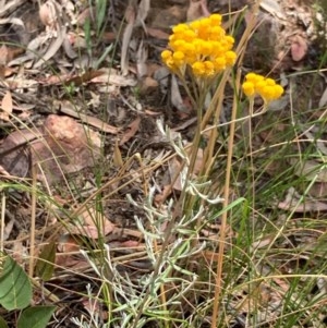 Chrysocephalum semipapposum at Downer, ACT - 29 Dec 2020 12:01 PM