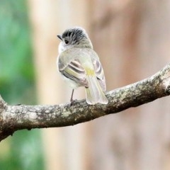 Pachycephala pectoralis (Golden Whistler) at Greigs Flat, NSW - 24 Dec 2020 by KylieWaldon