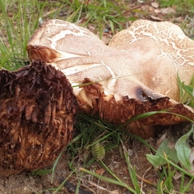 Unidentified Fungus at Conder Ponds & stormwater drain - 14 Apr 2020 by Halina