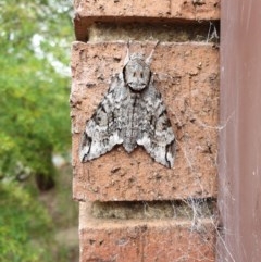 Psilogramma casuarinae (Privet Hawk Moth) at Cook, ACT - 28 Dec 2020 by Chantal