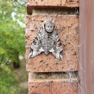 Psilogramma casuarinae at Cook, ACT - 29 Dec 2020