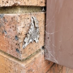 Psilogramma casuarinae at Cook, ACT - 29 Dec 2020