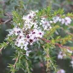 Kunzea ericoides (Burgan) at Burragate, NSW - 25 Dec 2020 by Kyliegw