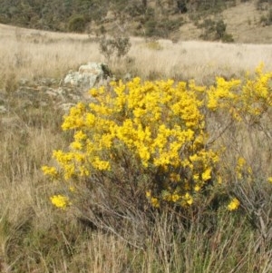 Acacia decora at Nangus, NSW - 22 Aug 2011 12:00 AM