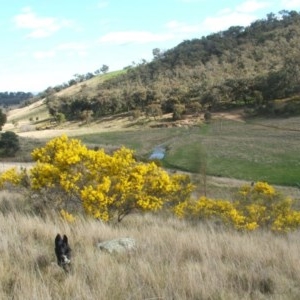 Acacia decora at Nangus, NSW - 22 Aug 2011 12:00 AM