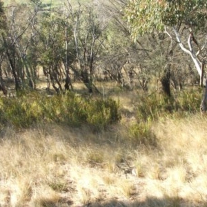 Stypandra glauca at Nangus, NSW - 20 Oct 2011