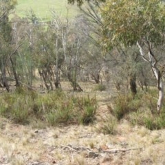 Stypandra glauca (Nodding Blue Lily) at Nangus, NSW - 15 Oct 2012 by abread111