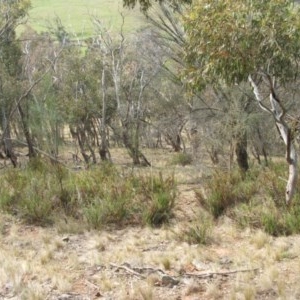 Stypandra glauca at Nangus, NSW - 15 Oct 2012