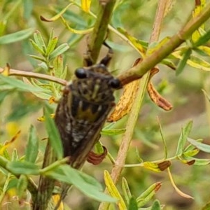 Galanga labeculata at Isaacs Ridge - 29 Dec 2020 12:17 PM